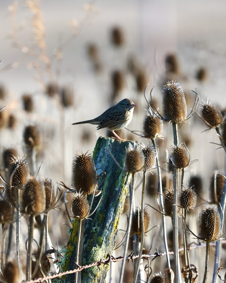 Lincoln's Sparrow - ML645307819