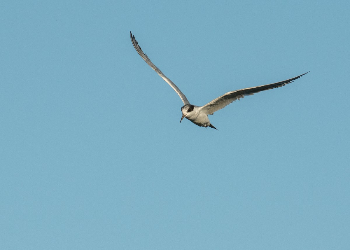 Forster's Tern - ML645307824