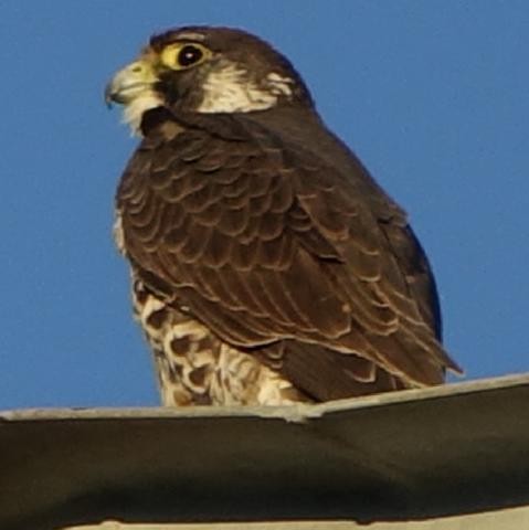 遊隼 - ML645307825