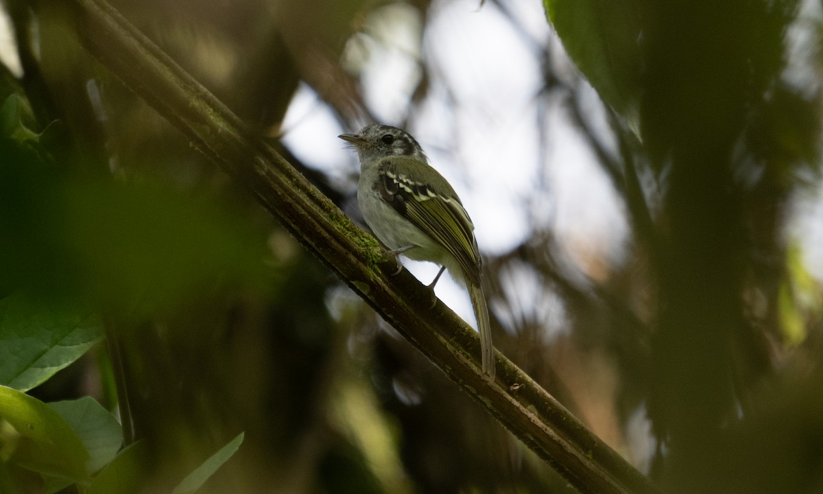 Marble-faced Bristle-Tyrant - ML645307832