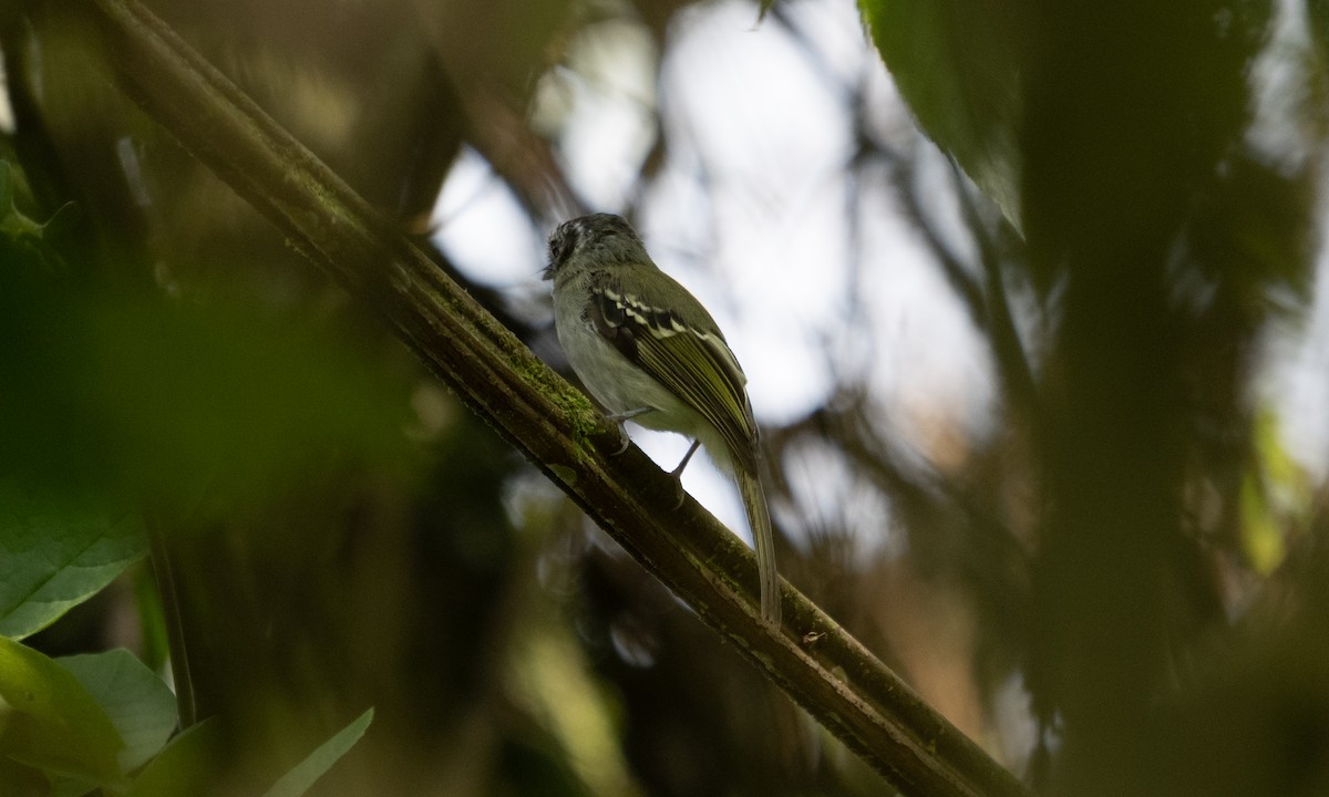 Marble-faced Bristle-Tyrant - ML645307833