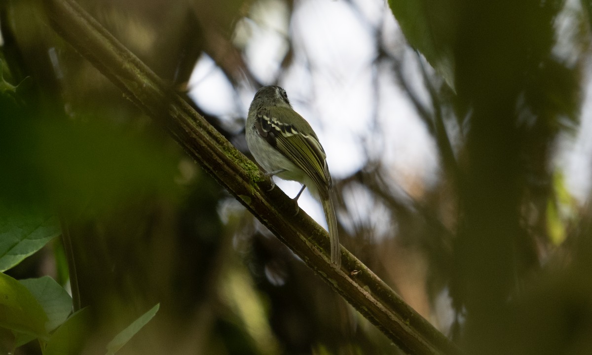 Marble-faced Bristle-Tyrant - ML645307834