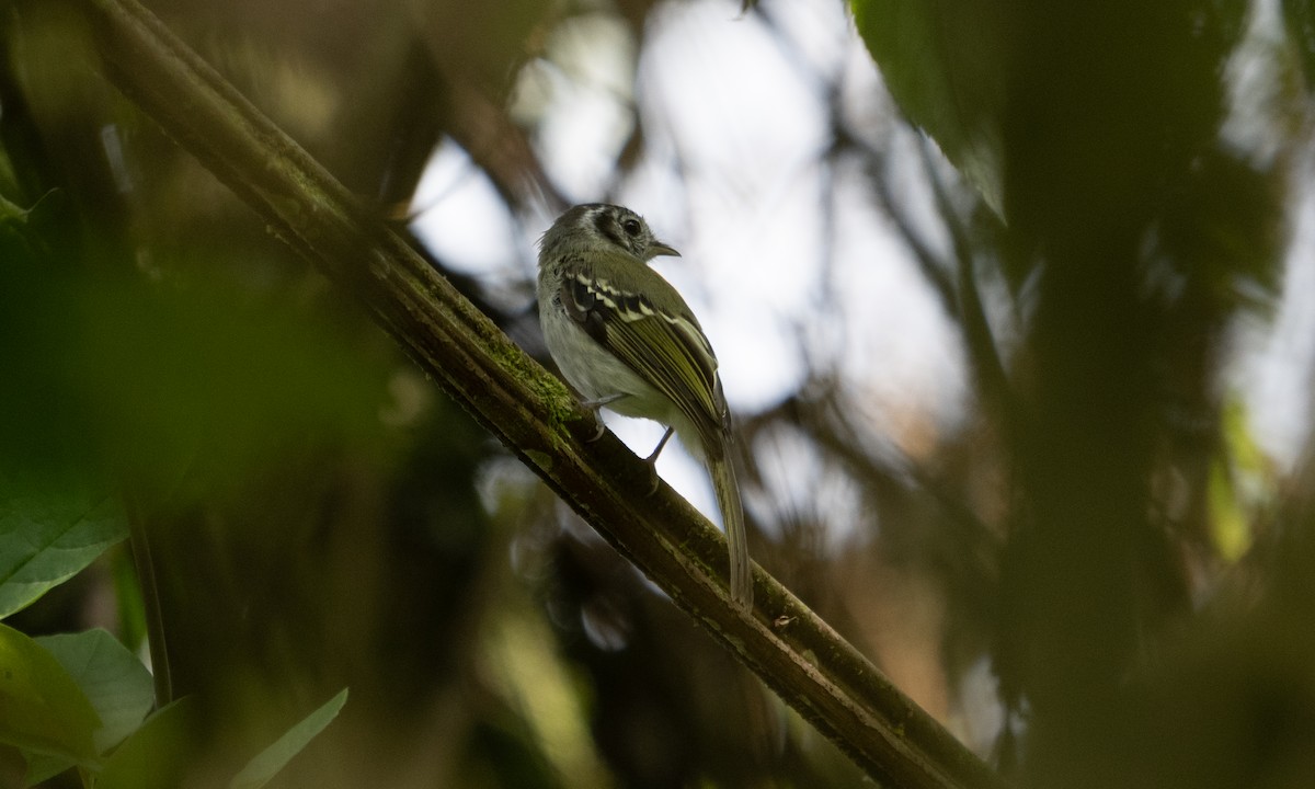 Marble-faced Bristle-Tyrant - ML645307835
