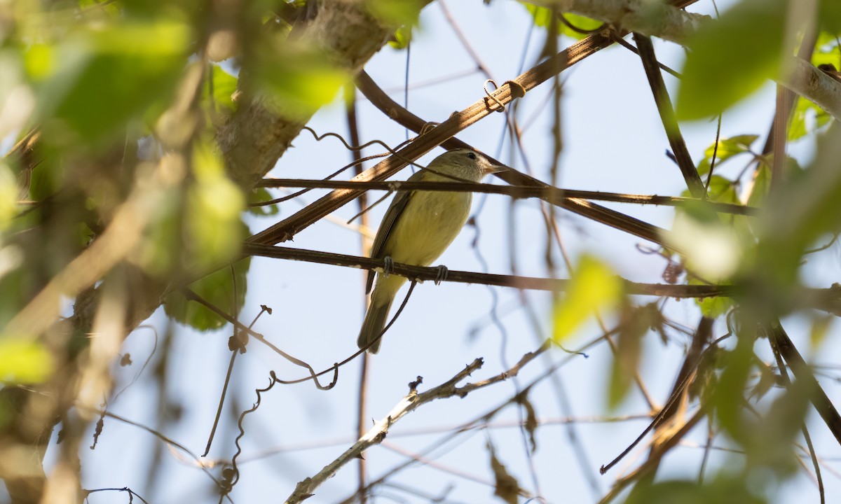 Brown-capped Vireo - ML645307836