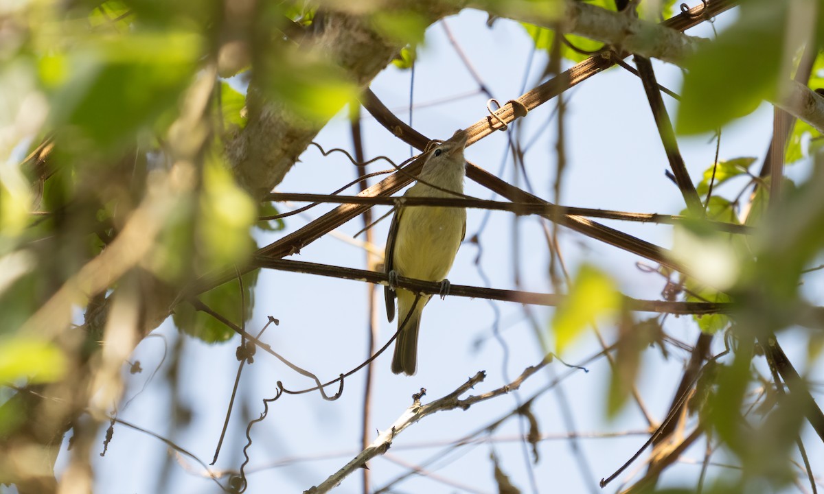 Brown-capped Vireo - ML645307837