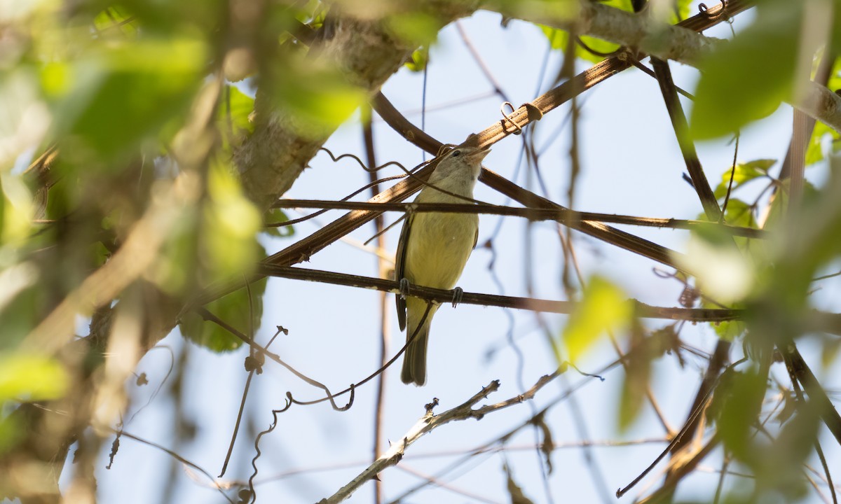 Brown-capped Vireo - ML645307838