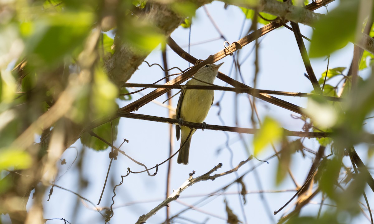 Brown-capped Vireo - ML645307839