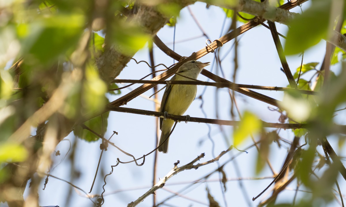 Brown-capped Vireo - ML645307840