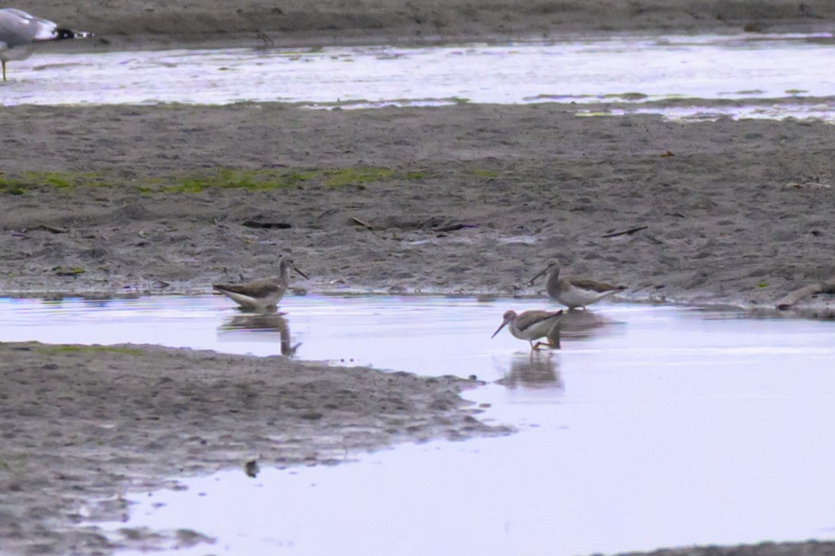 Greater Yellowlegs - ML645307841