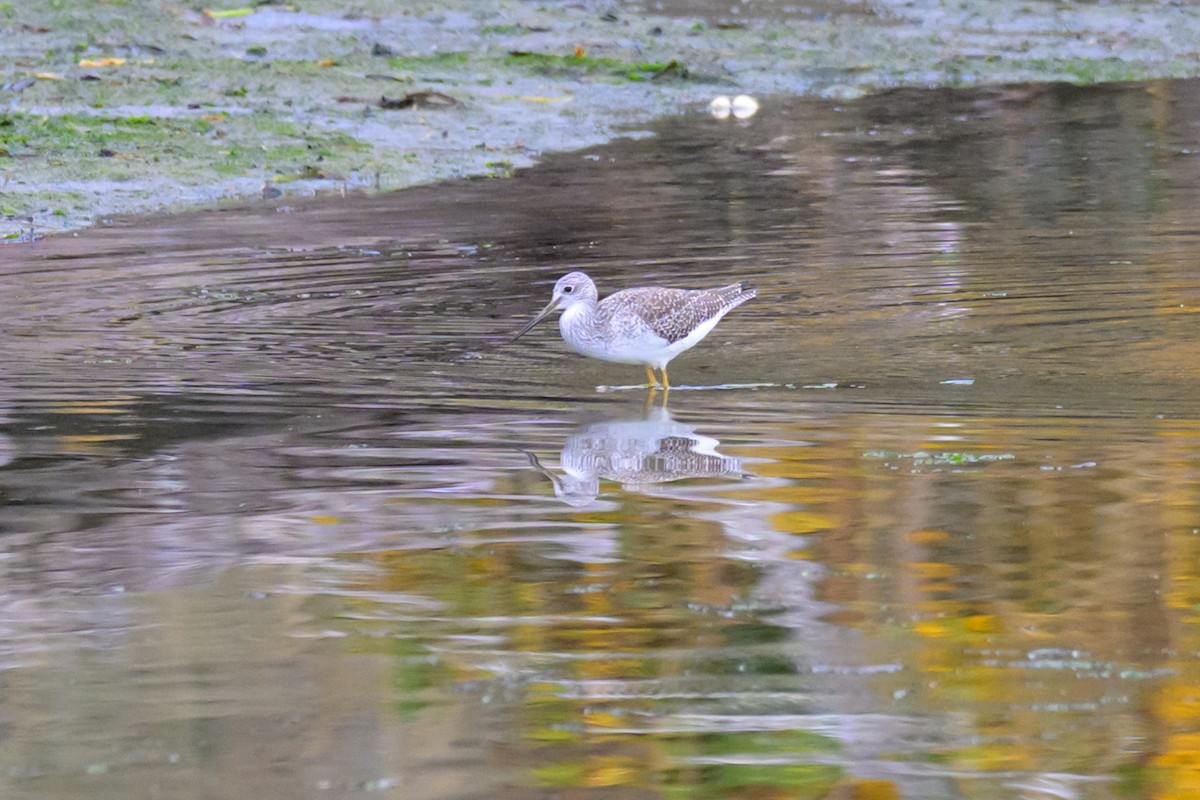 Greater Yellowlegs - ML645307842