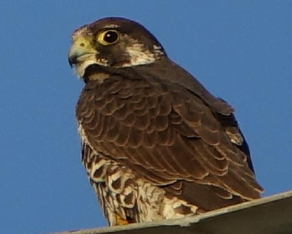 遊隼 - ML645307860