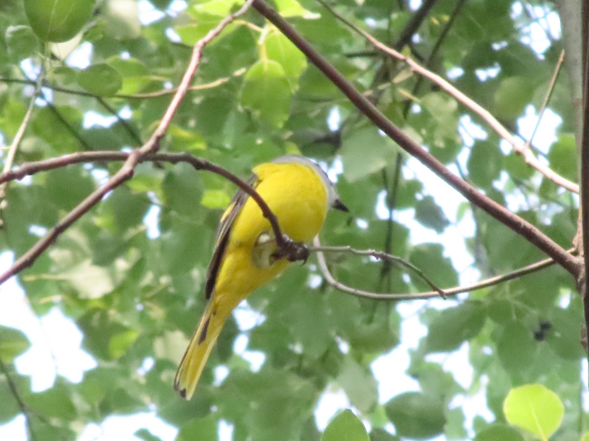 Личинкоїд сірощокий - ML645307867