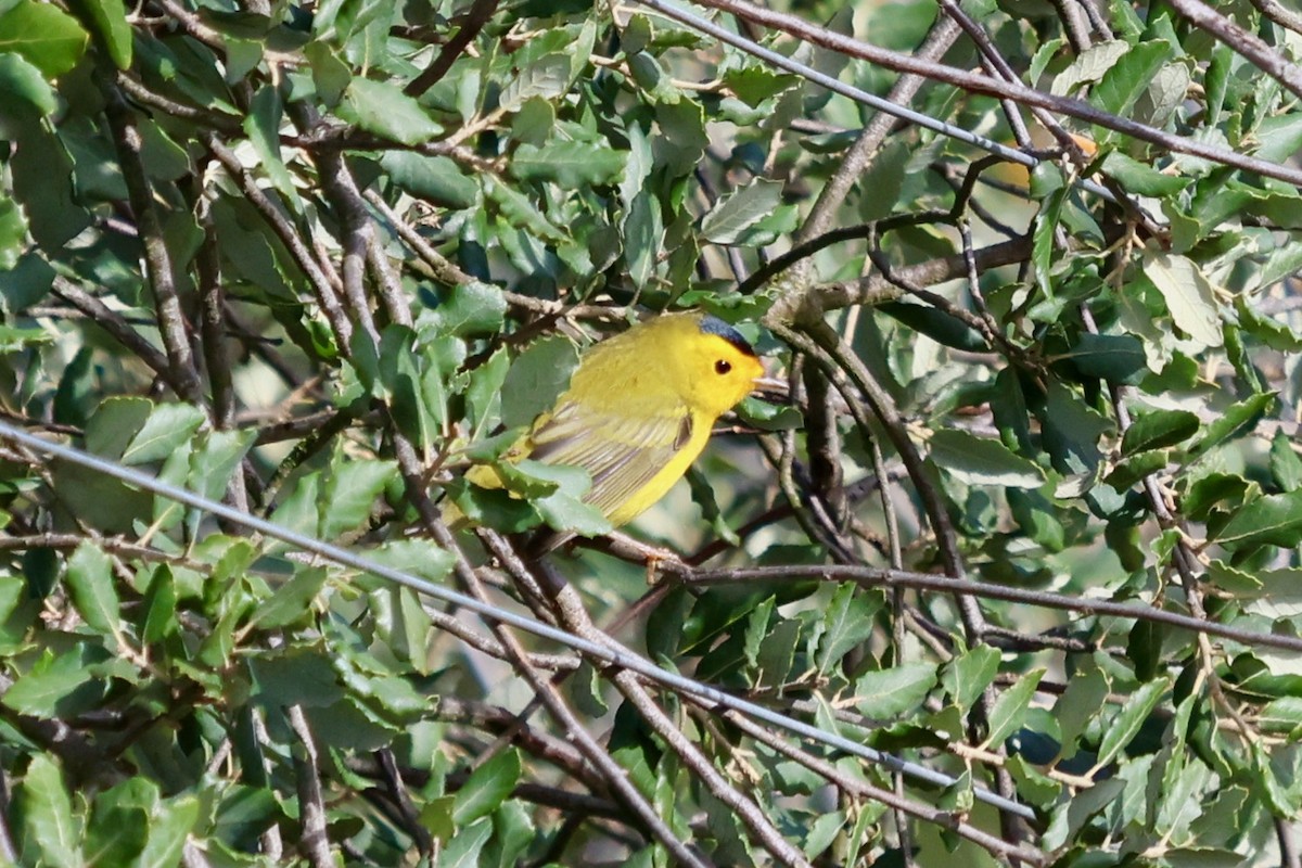 Wilson's Warbler - ML645307868