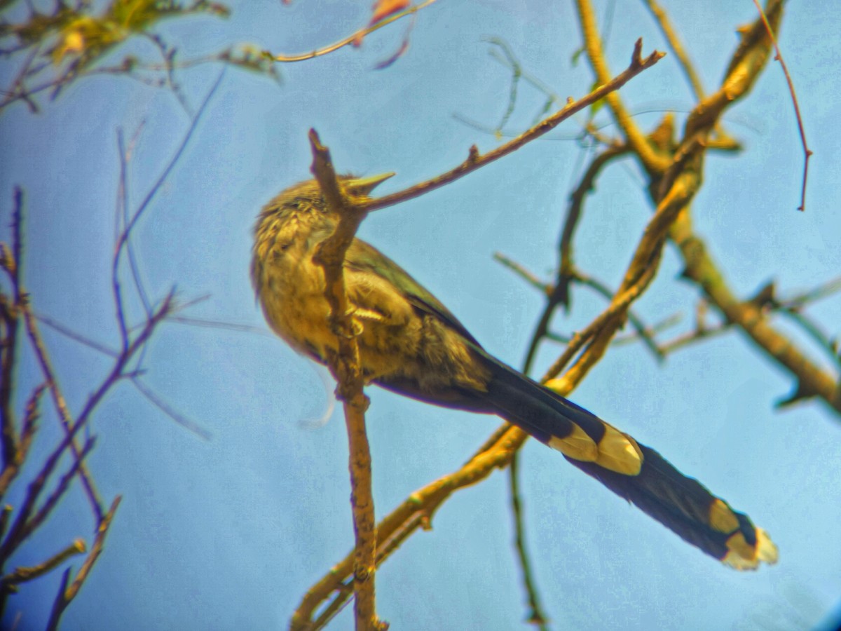 Малкога сірочерева - ML645307872