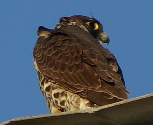 遊隼 - ML645307875