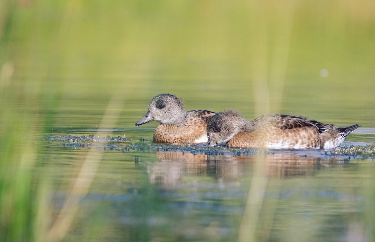 Свищ американський - ML645307882