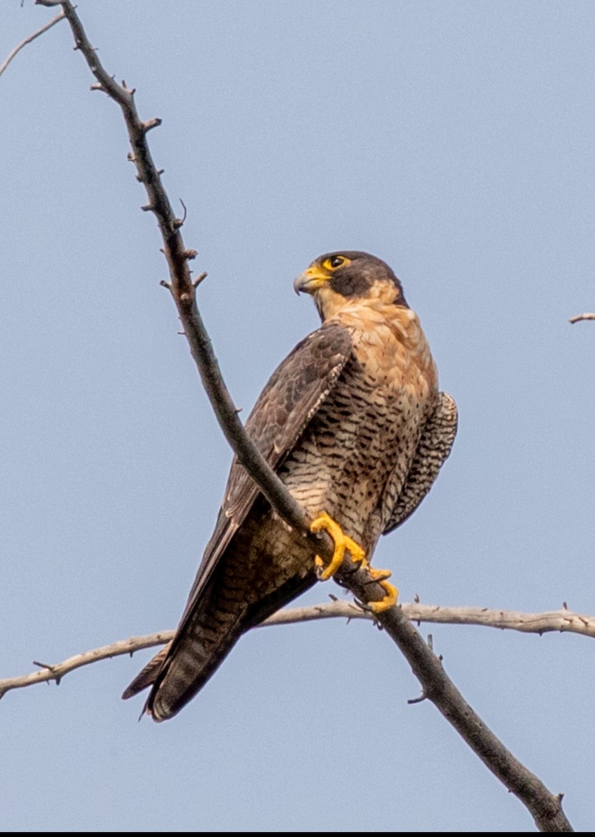 遊隼 - ML645307884