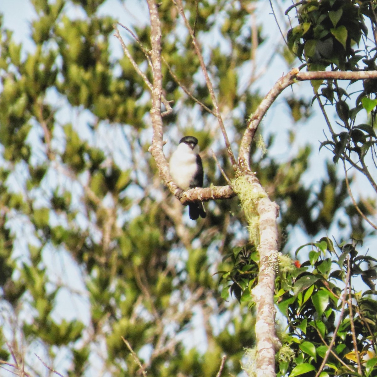 Philippine Falconet - ML645307885