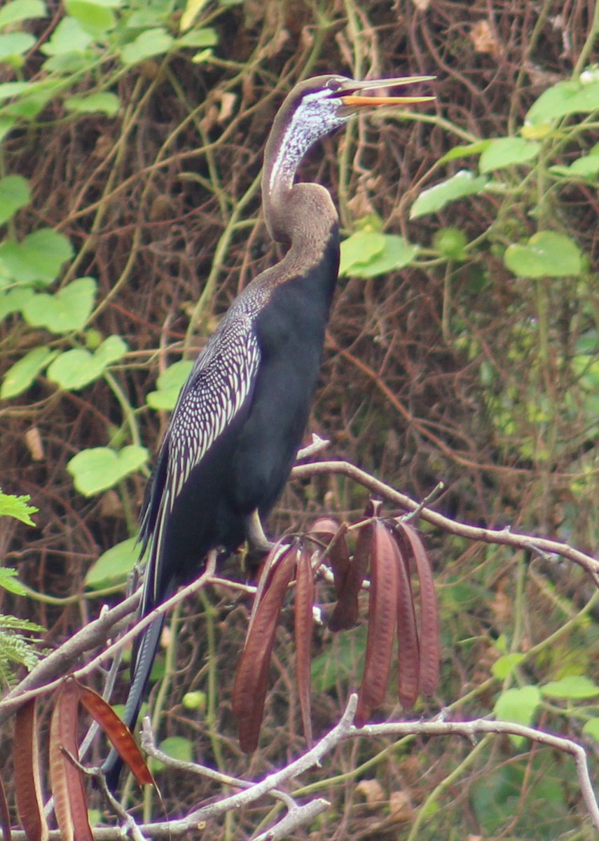 Oriental Darter - ML645307886