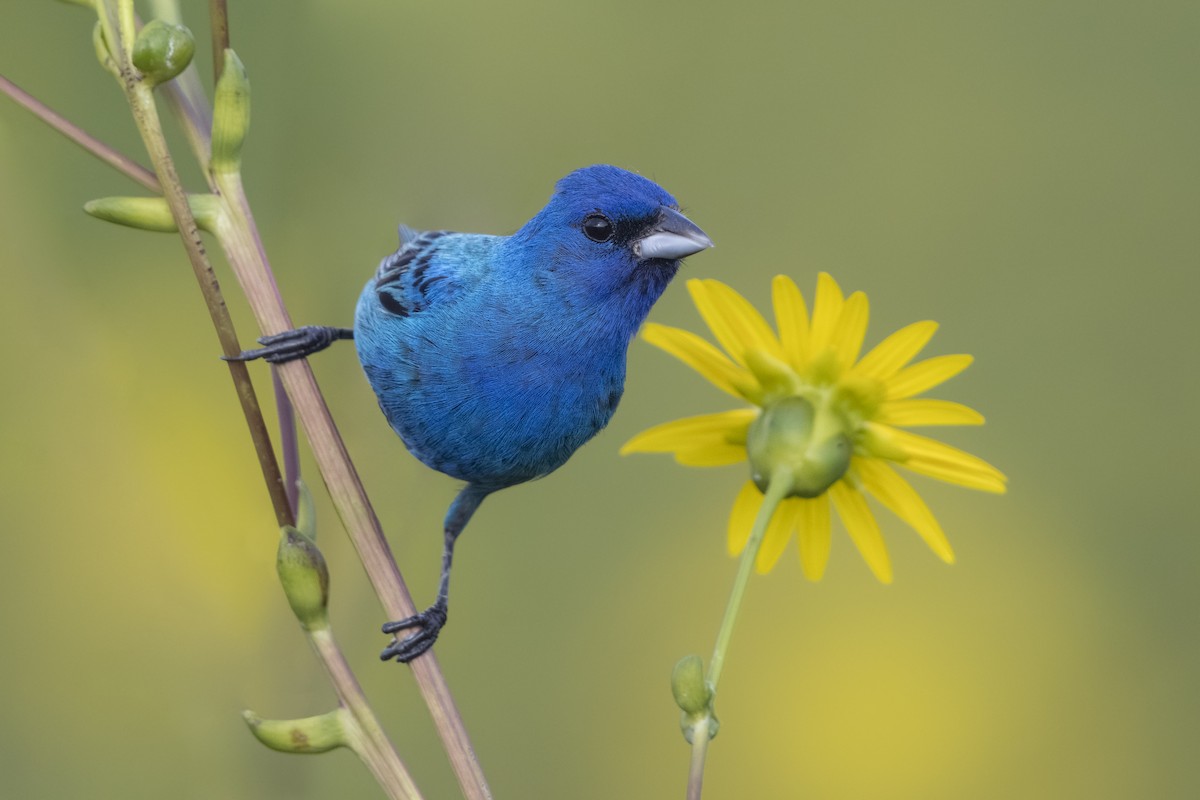 Indigo Bunting - ML645307897