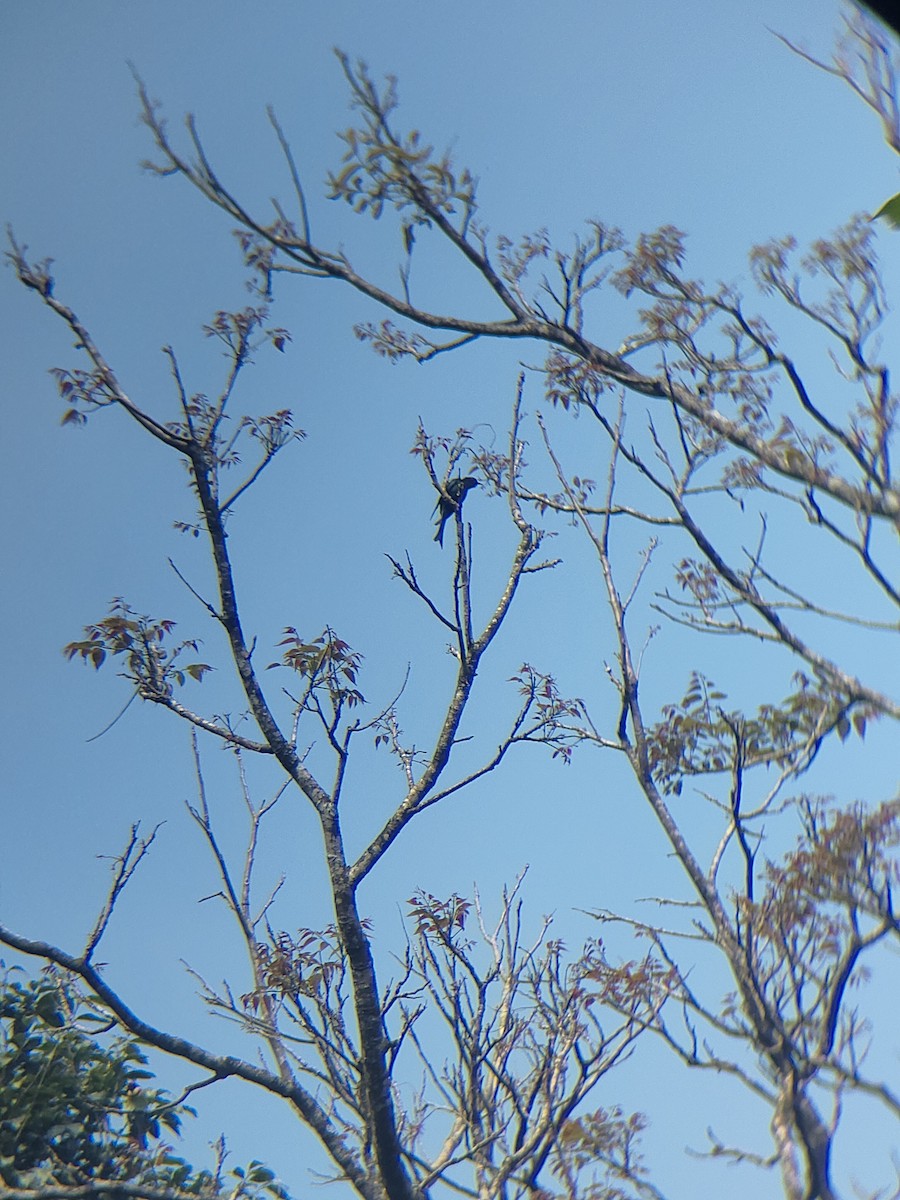 Fork-tailed Drongo-Cuckoo - ML645307899