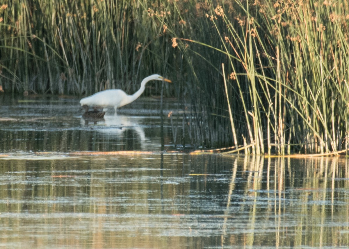 Garceta Grande - ML645307902