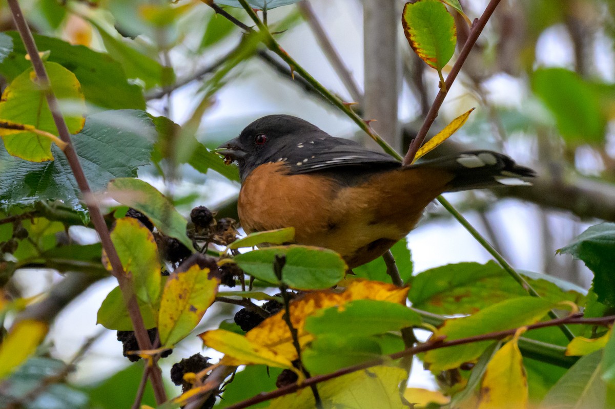 Spotted Towhee - ML645307915