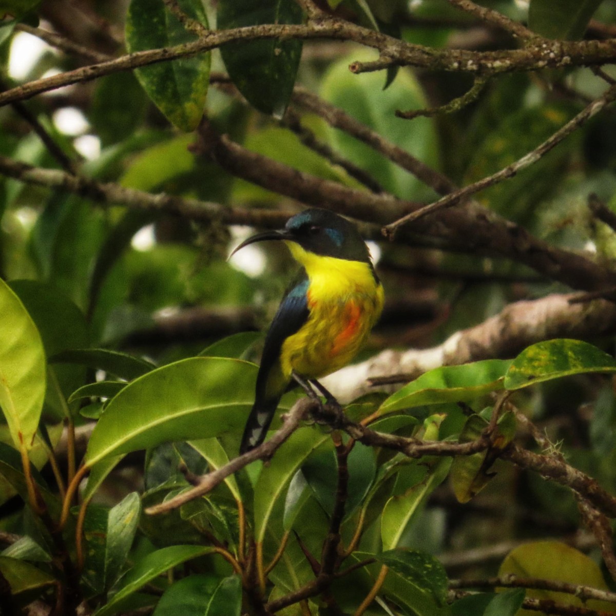 Lina's Sunbird - ML645307917