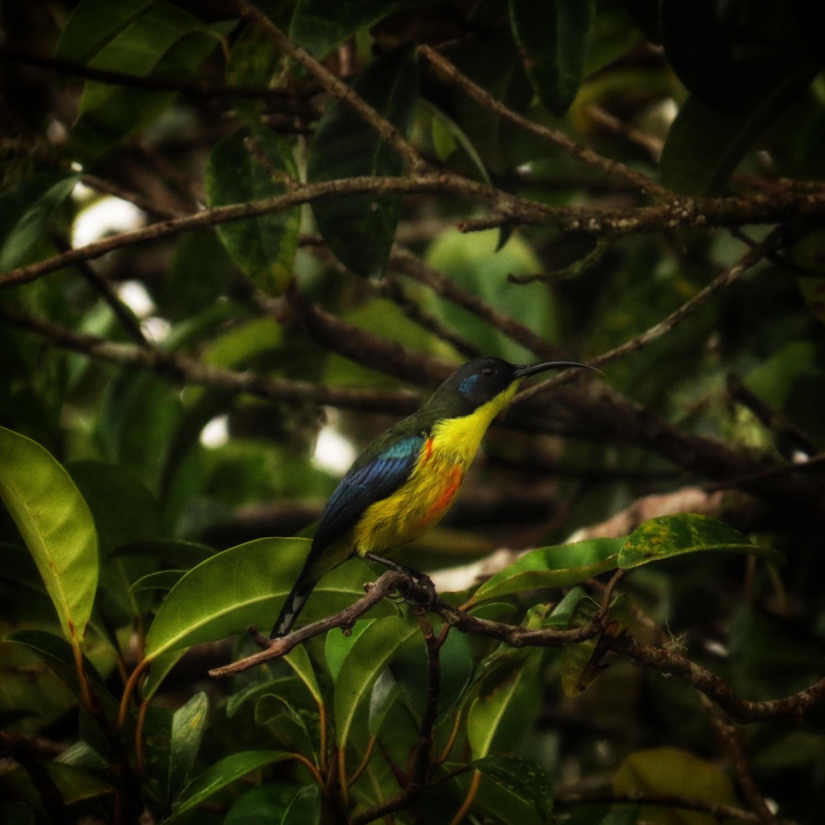 Lina's Sunbird - ML645307918