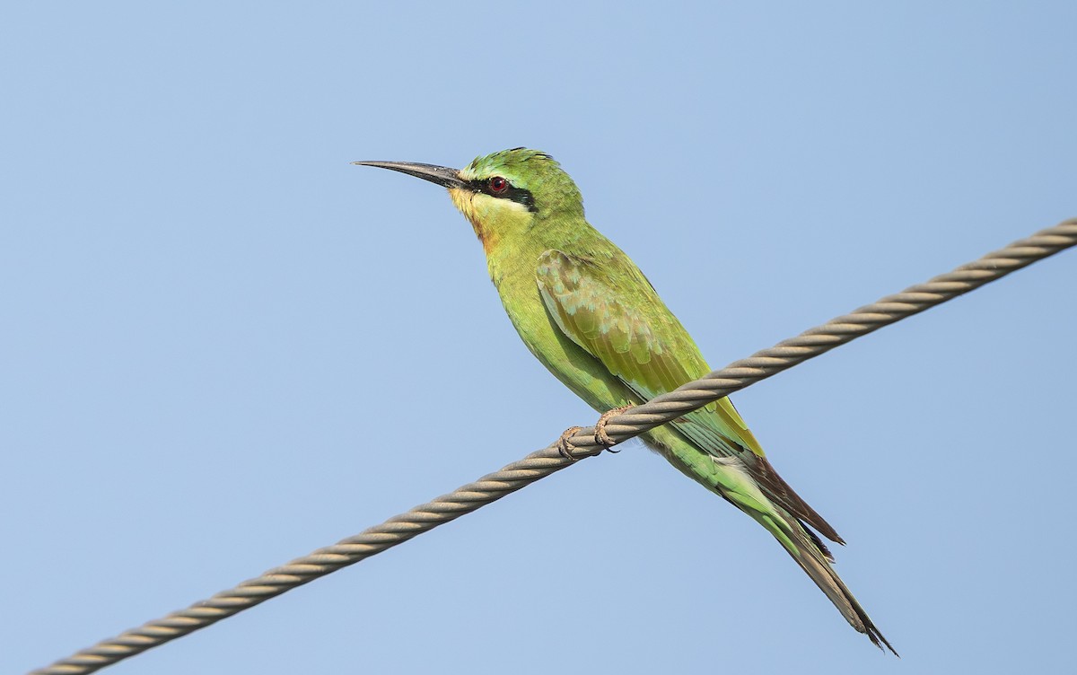 שרקרק ירוק - ML645307930