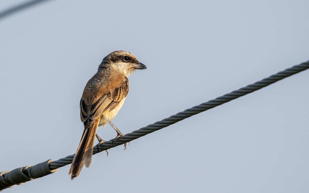 Bay-backed Shrike - ML645307933