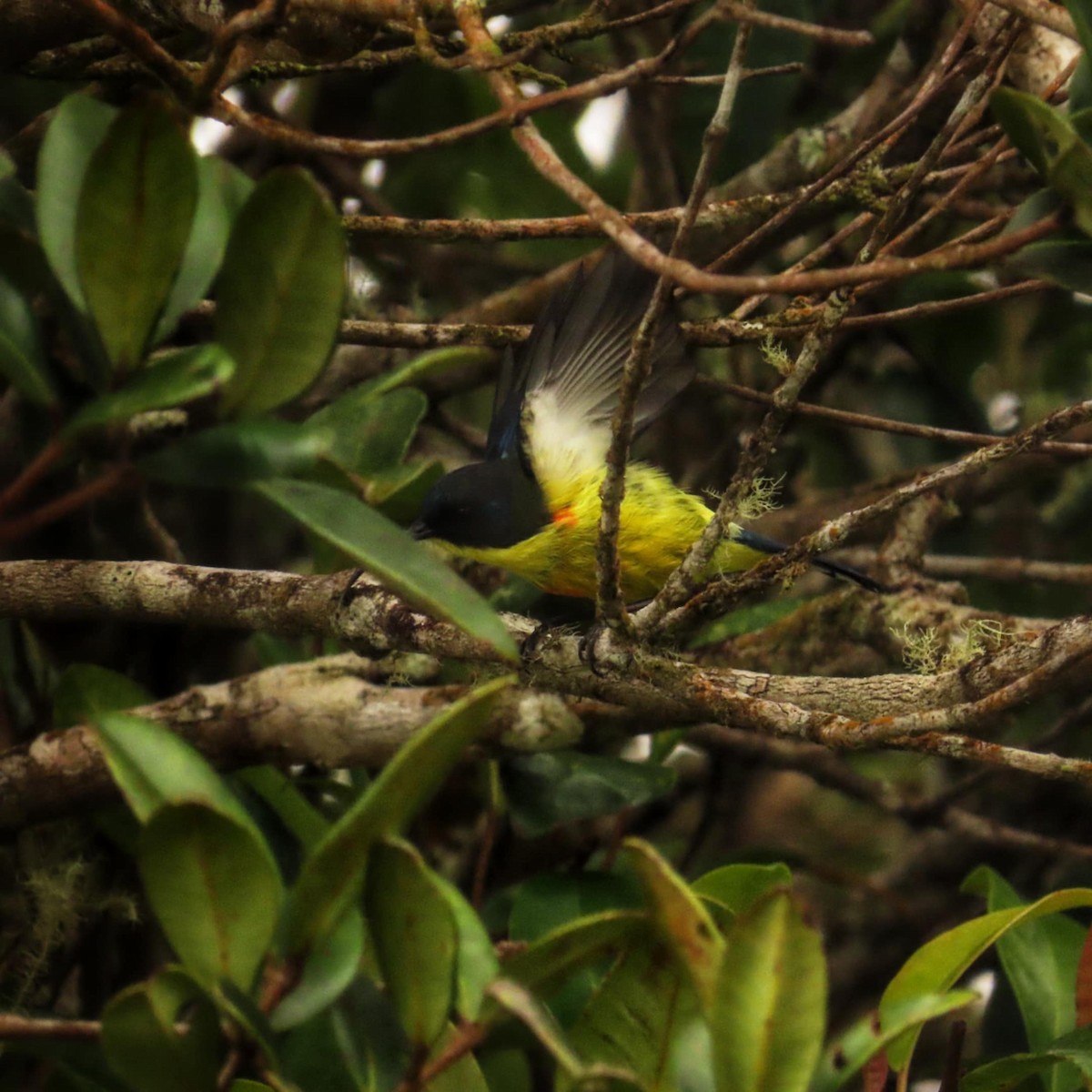 Lina's Sunbird - ML645307940