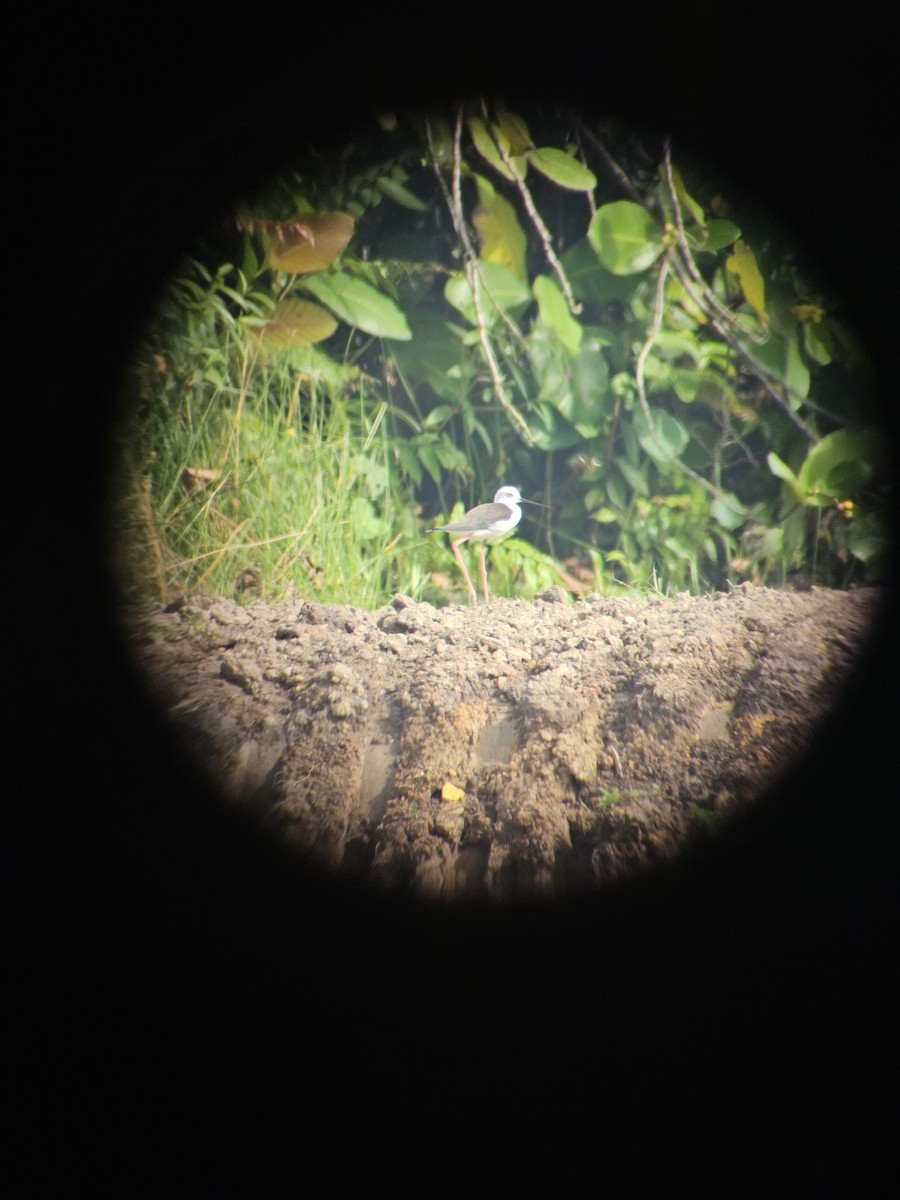 תמירון - ML645307959