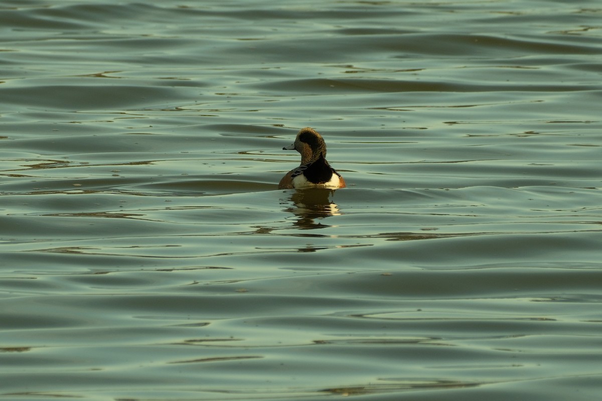 Свищ американський - ML645307966