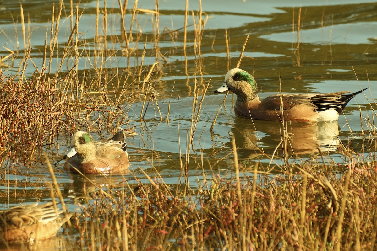 Свищ американський - ML645307967