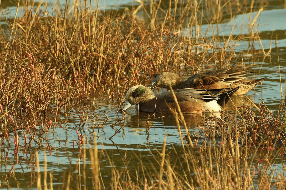 Свищ американський - ML645307968