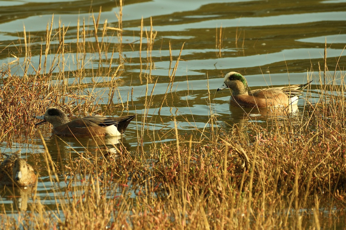 Свищ американський - ML645307969