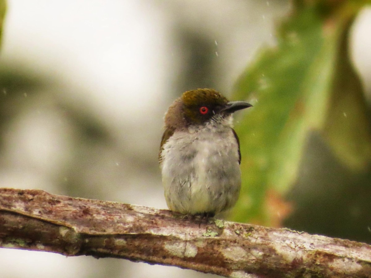 Olive-capped Flowerpecker - ML645307970