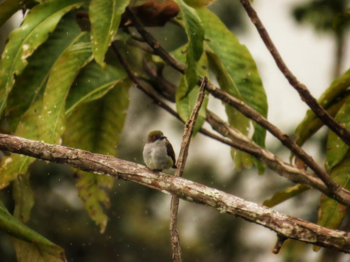 Olive-capped Flowerpecker - ML645307975