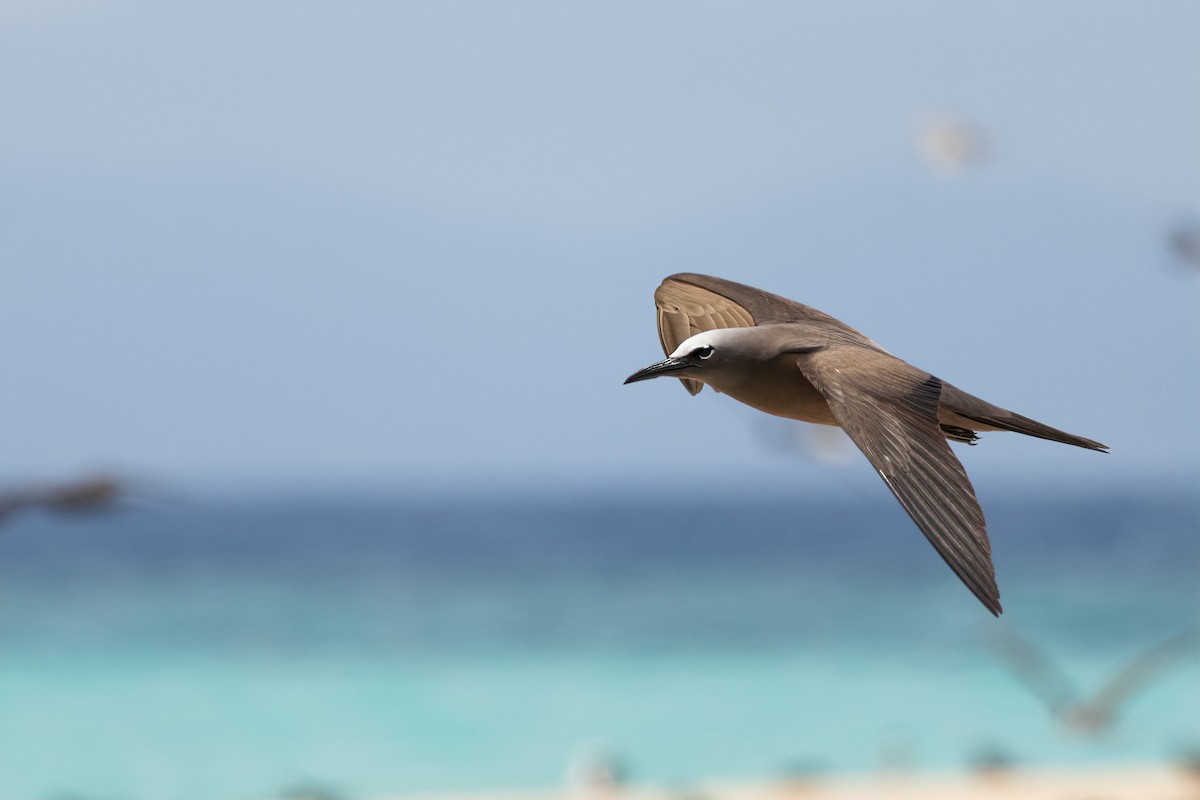 Brown Noddy - ML645307983