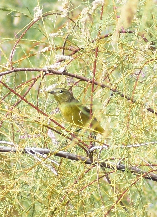 Orange-crowned Warbler - ML645307985