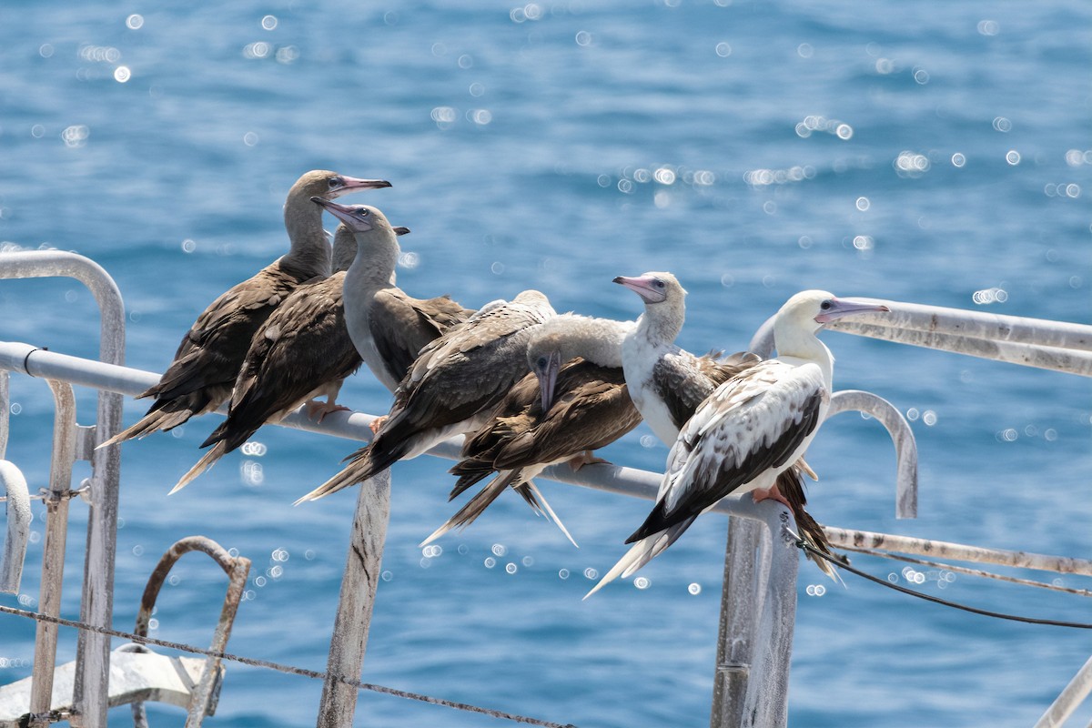 Zanga hankagorria - ML645307994