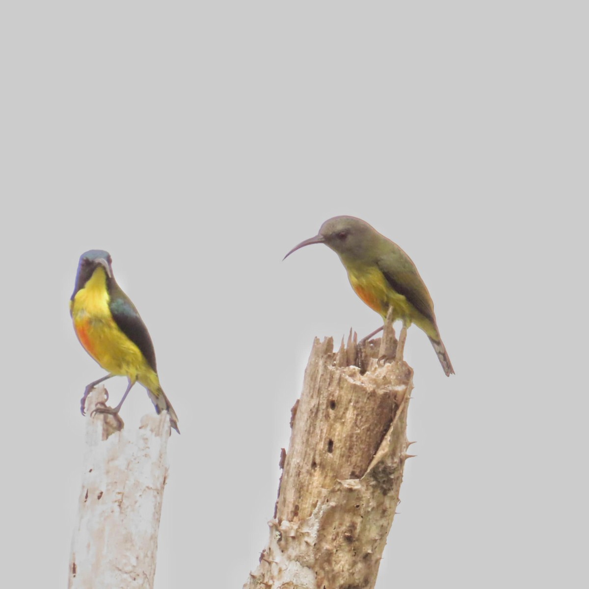 Lina's Sunbird - ML645307995