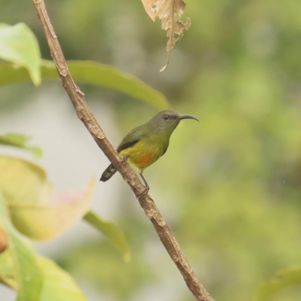 Lina's Sunbird - ML645307998