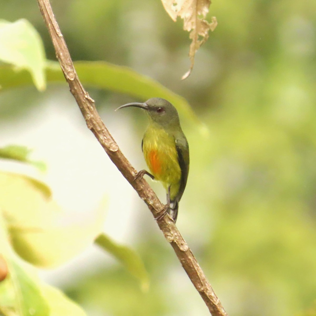 Lina's Sunbird - ML645308000