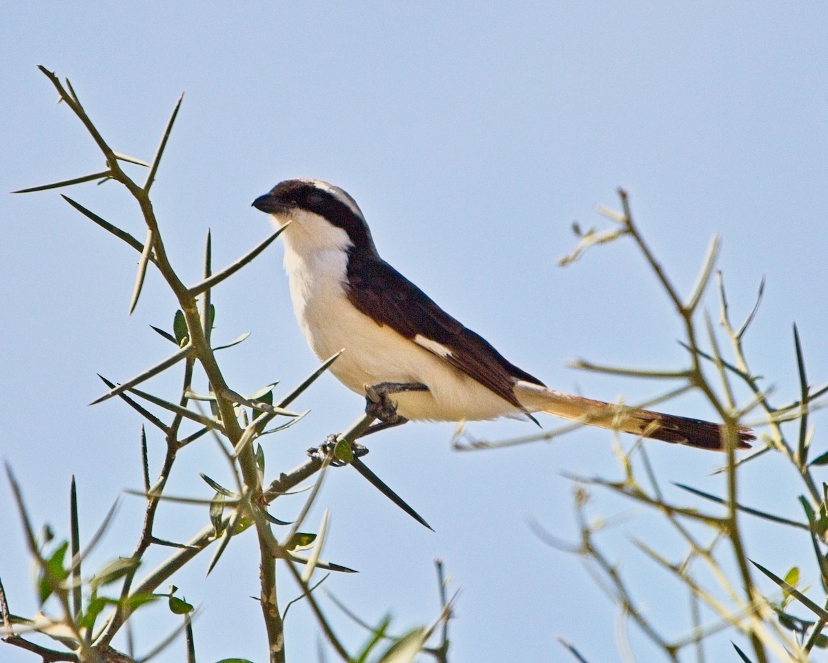 ťuhýk šedohřbetý - ML645308004