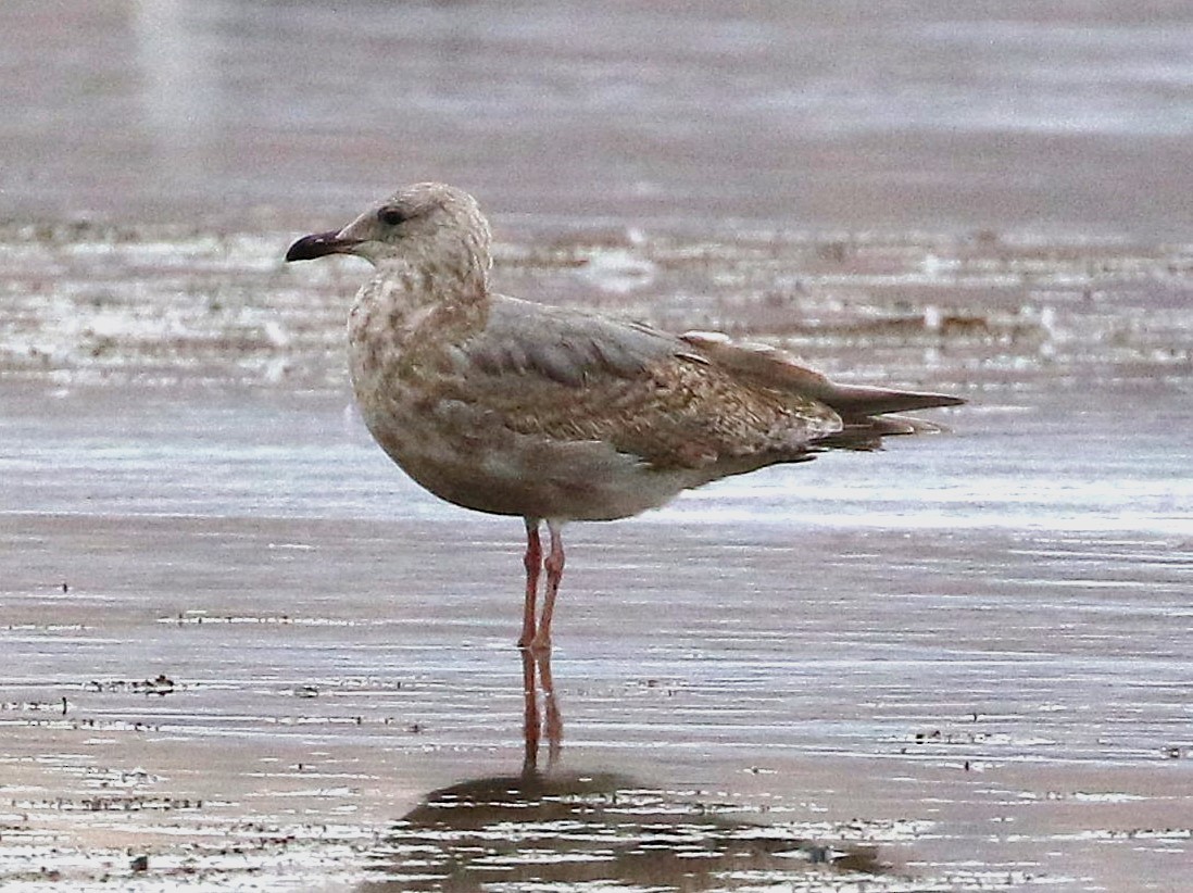 Iceland Gull (Thayer's) - ML645308015