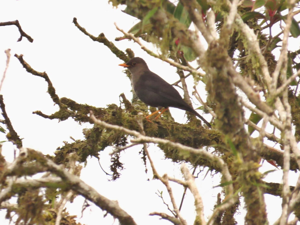 Mindanao Island-Thrush - ML645308019