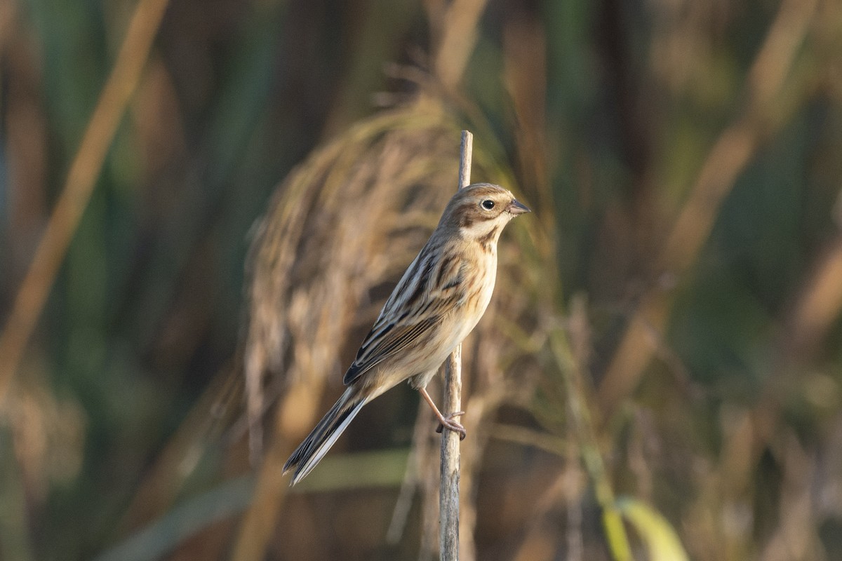 Pallas's Bunting - ML645308024