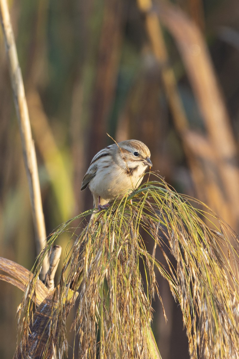 Pallas's Bunting - ML645308025
